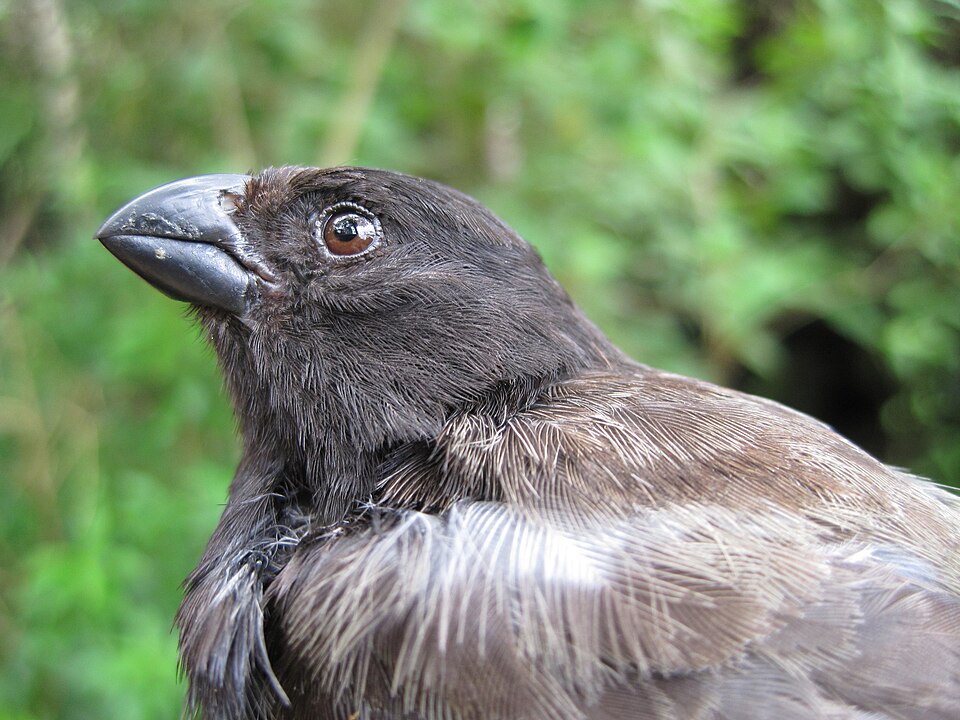 Medium Tree Finch