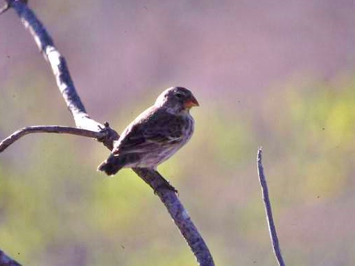 Large Tree Finch