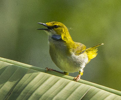 Yellow-browed Camaroptera