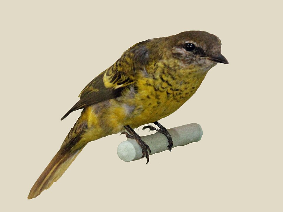 Petit's Cuckooshrike