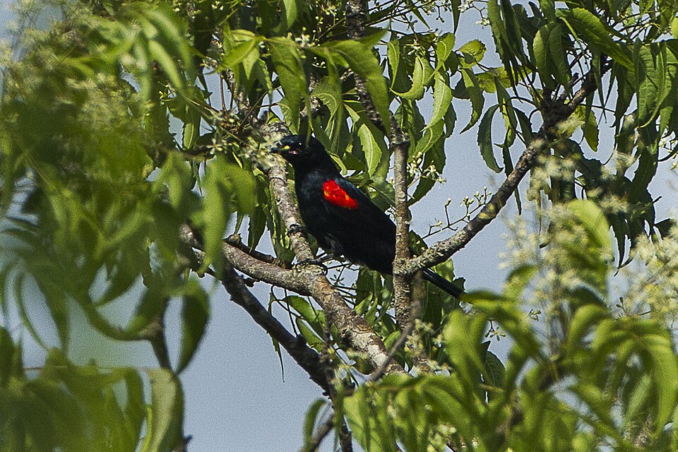 Red-shouldered Cuckooshrike
