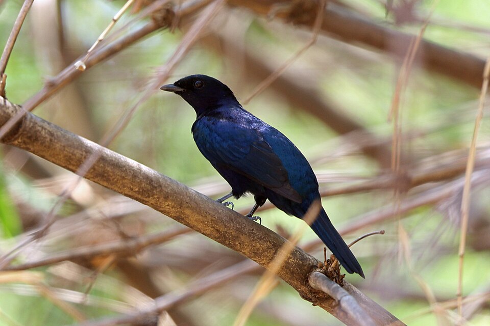 Purple-throated Cuckooshrike
