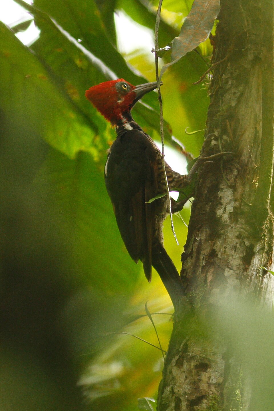 Guayaquil Woodpecker