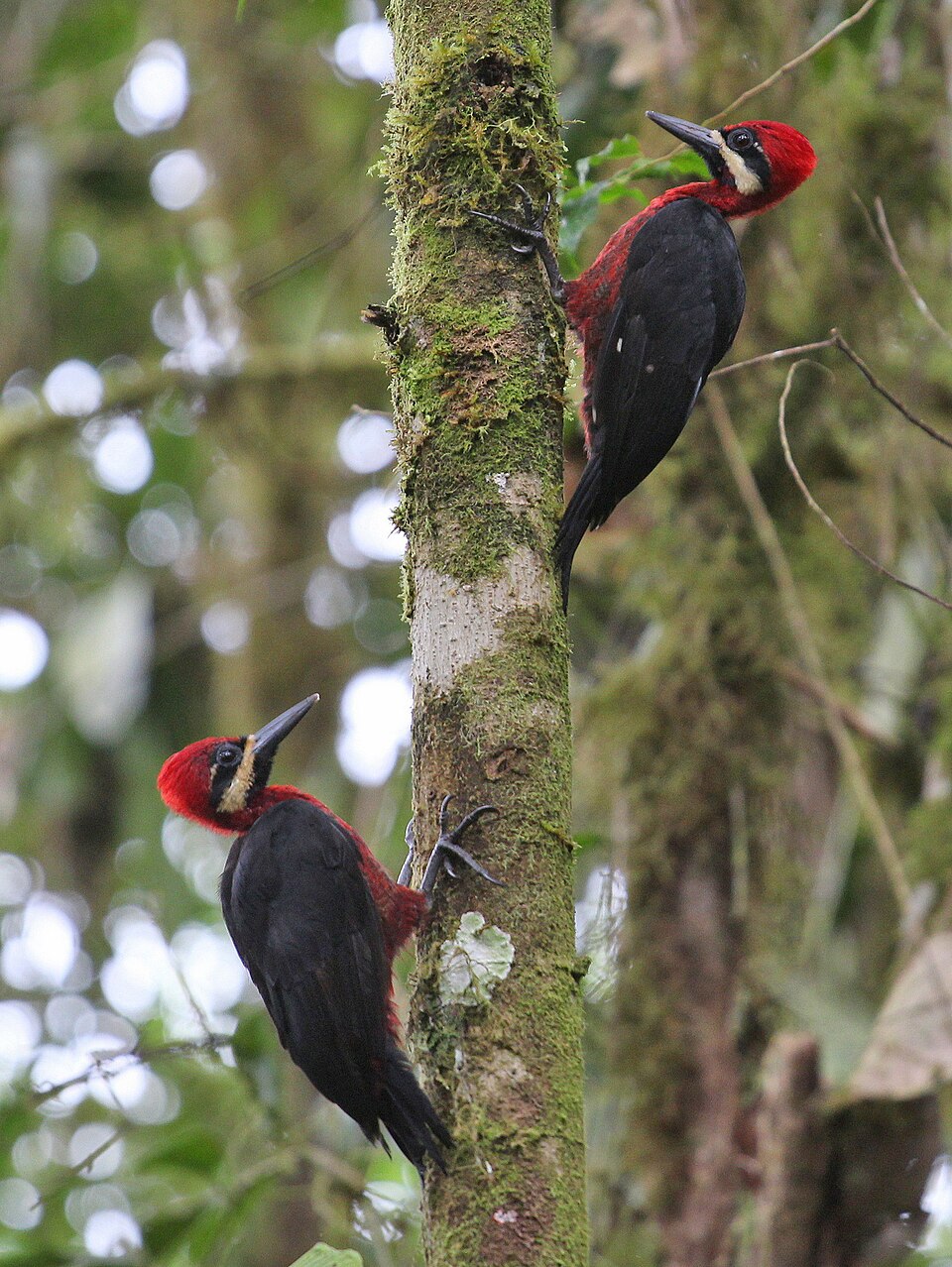 Crimson-bellied Woodpecker
