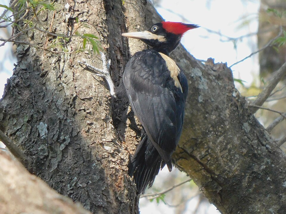Cream-backed Woodpecker