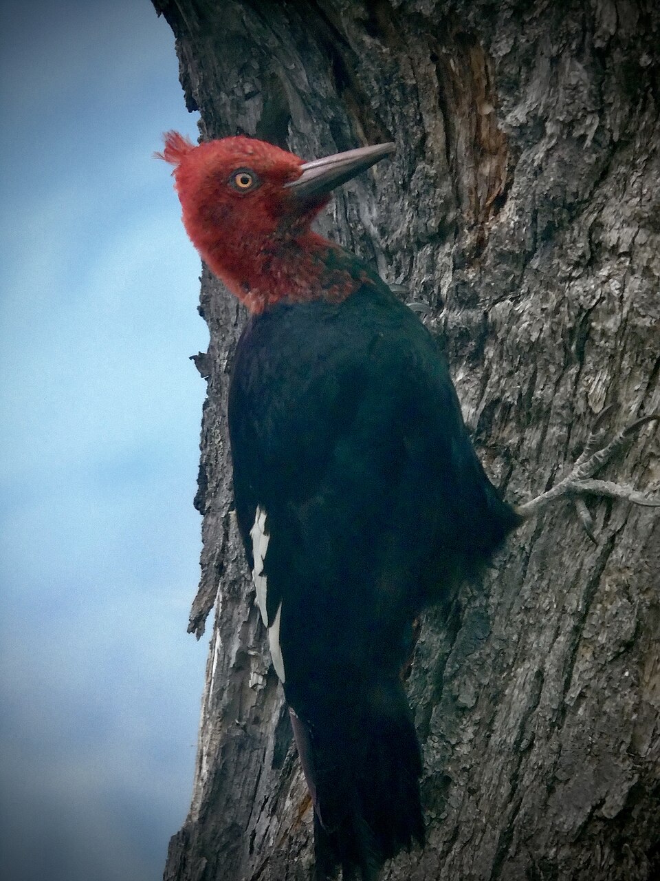 Magellanic Woodpecker