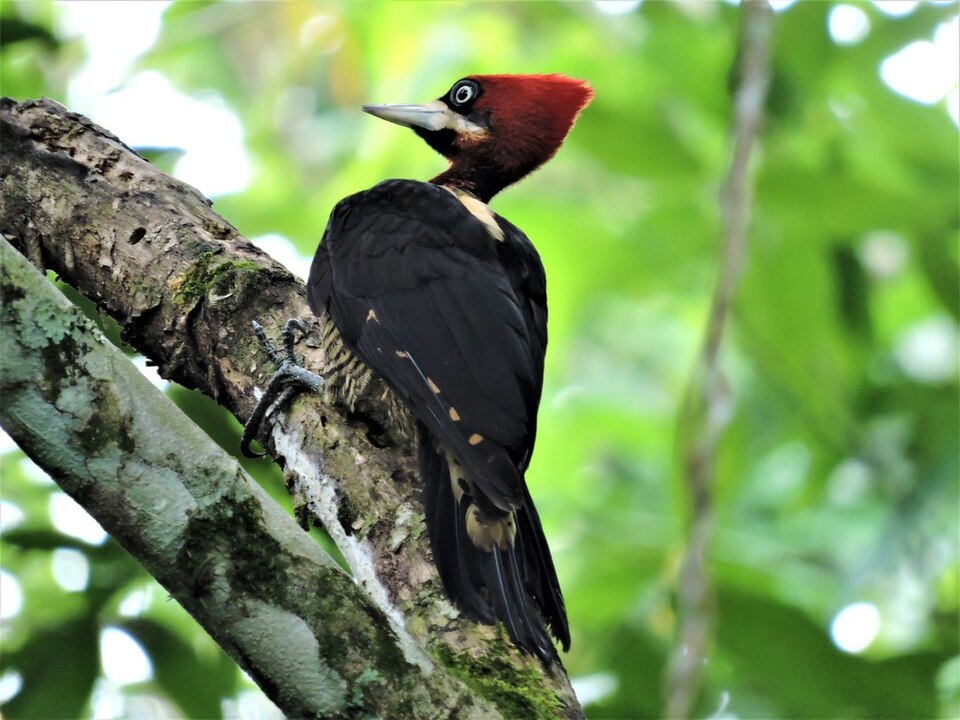 Robust Woodpecker