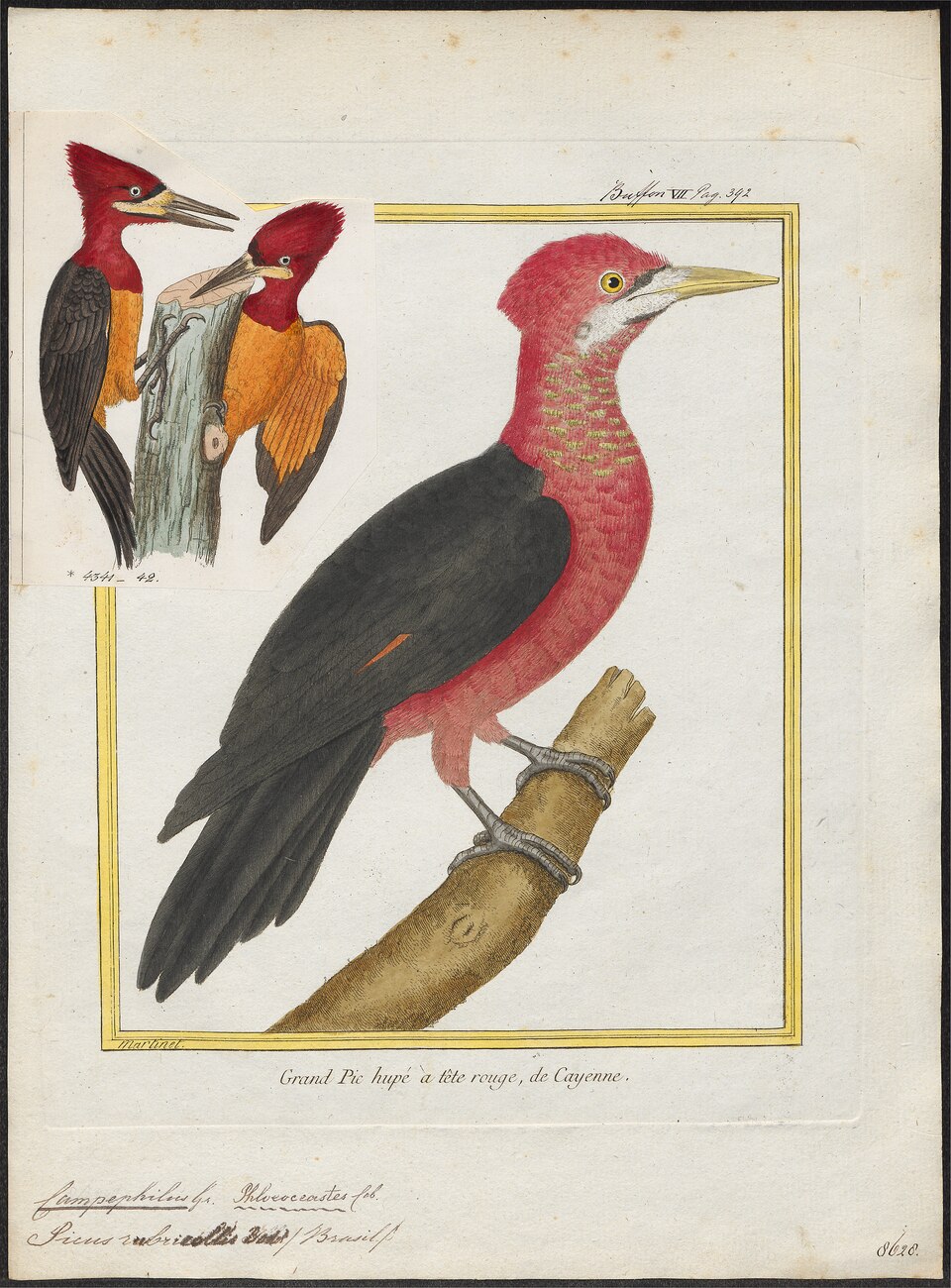 Red-necked Woodpecker