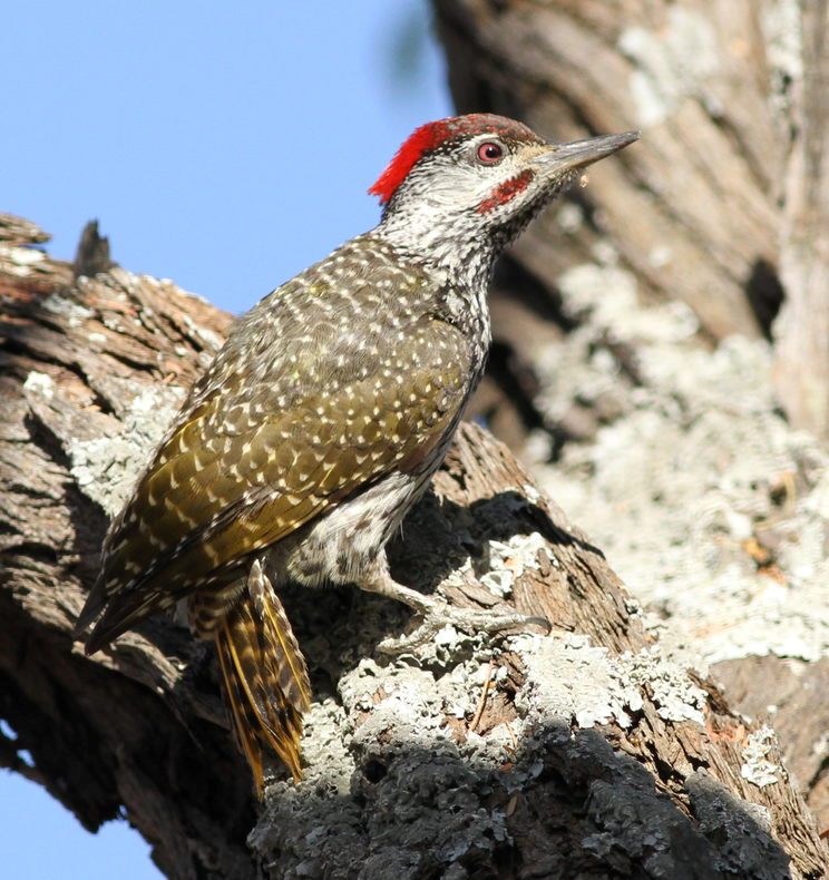 Golden-tailed Woodpecker