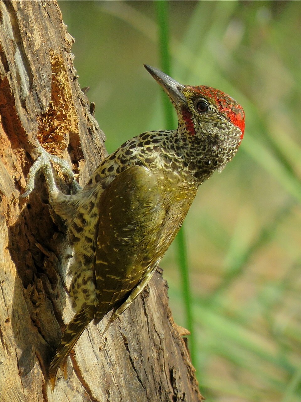 Knysna Woodpecker