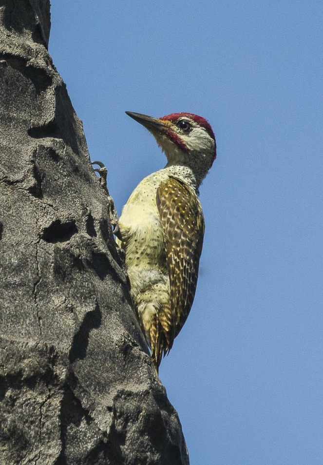 Fine-spotted Woodpecker