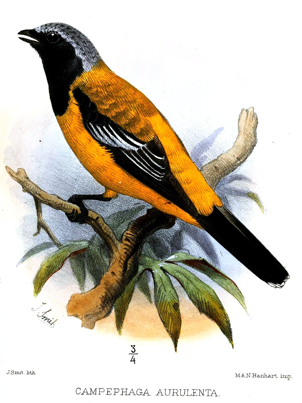 Golden Cuckooshrike