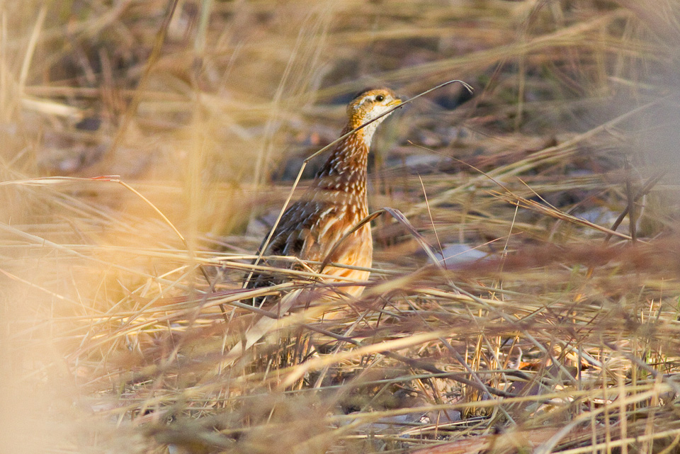 White-throated Francolin