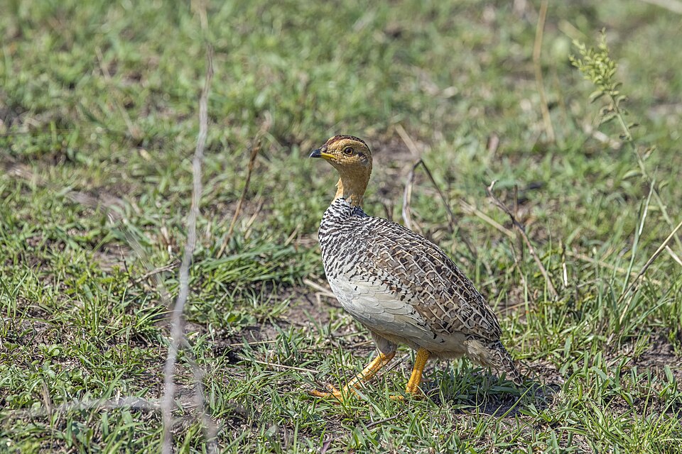 Coqui Francolin