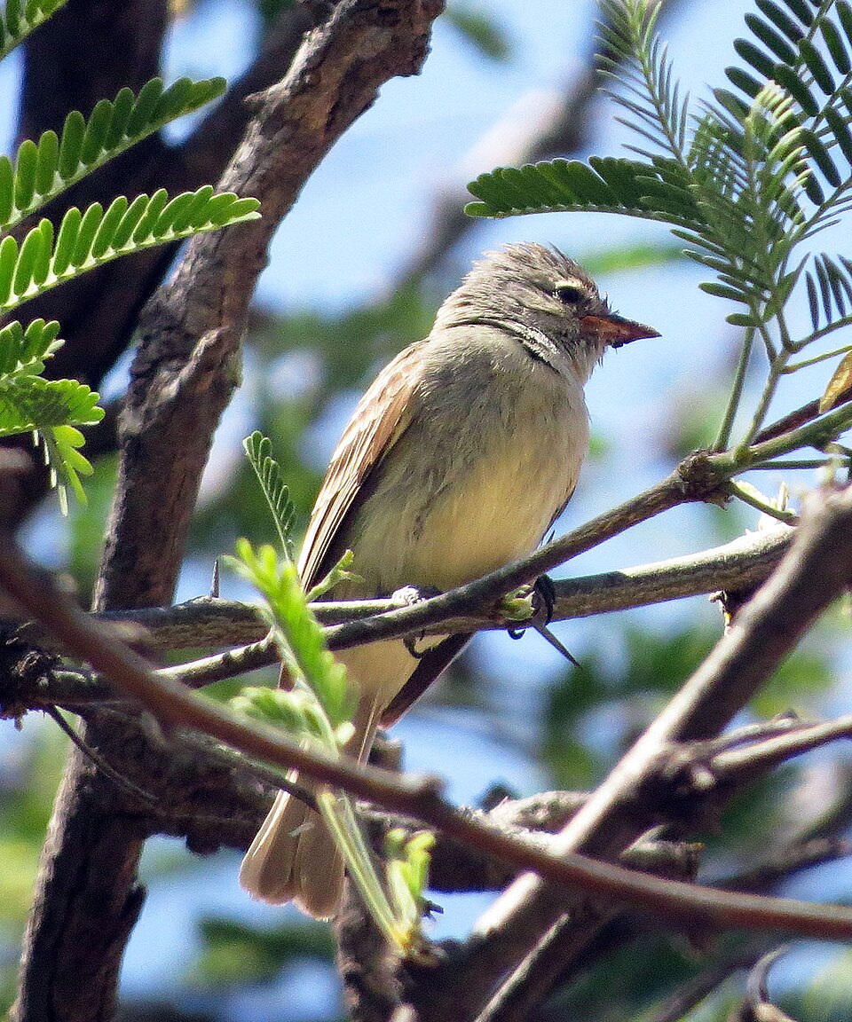 Northern Beardless Tyrannulet