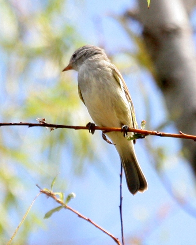 Southern Beardless Tyrannulet