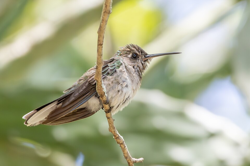 Outcrop Sabrewing