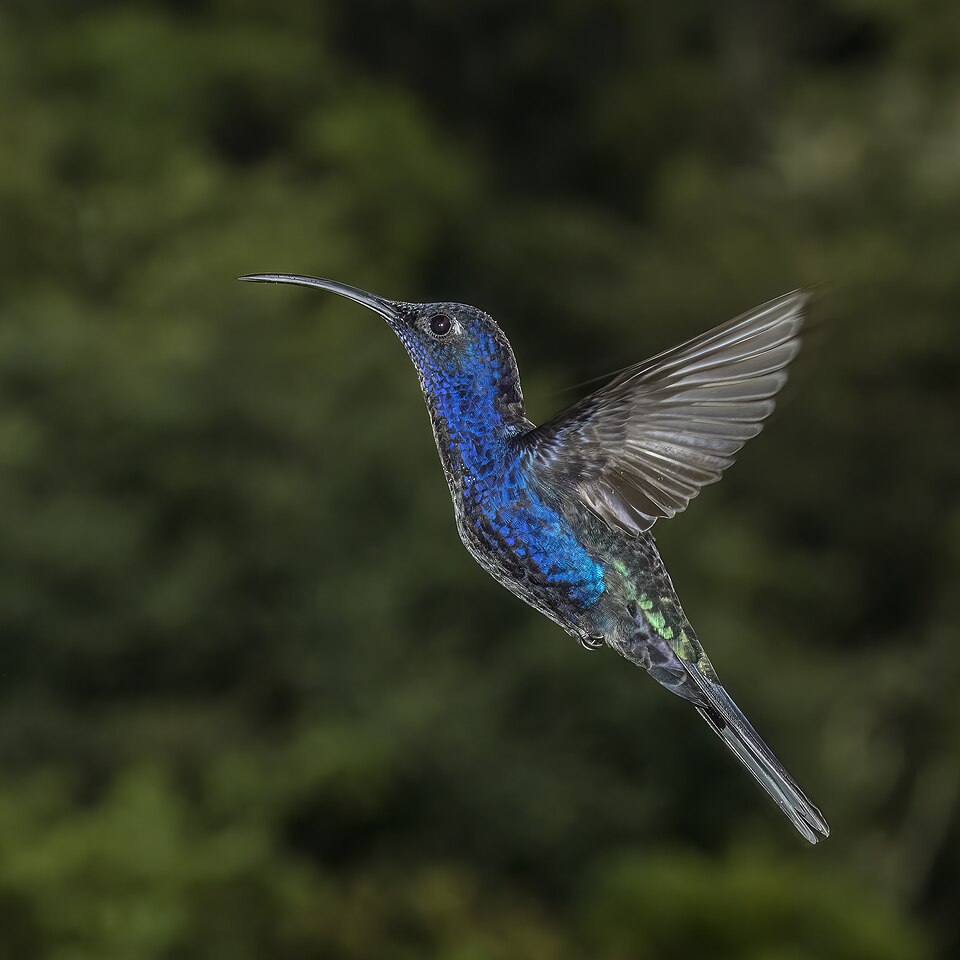 Violet Sabrewing