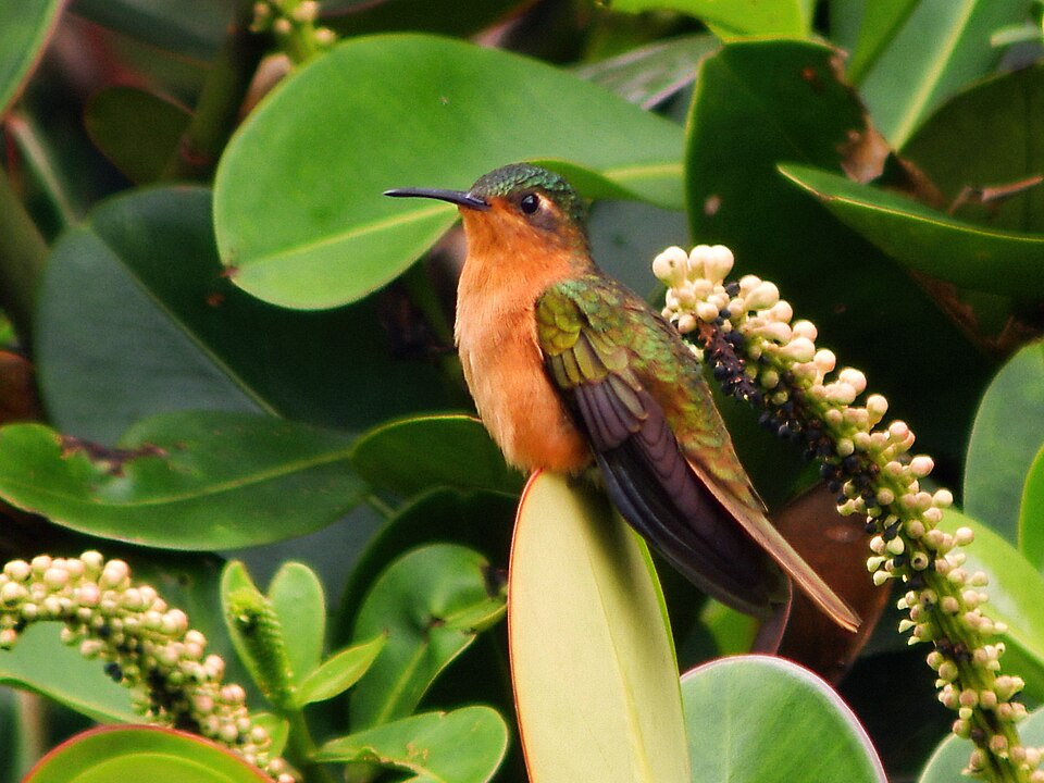 Rufous-breasted Sabrewing