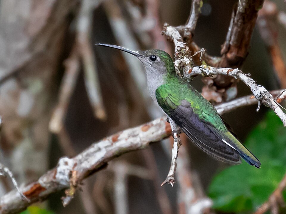 Grey-breasted Sabrewing
