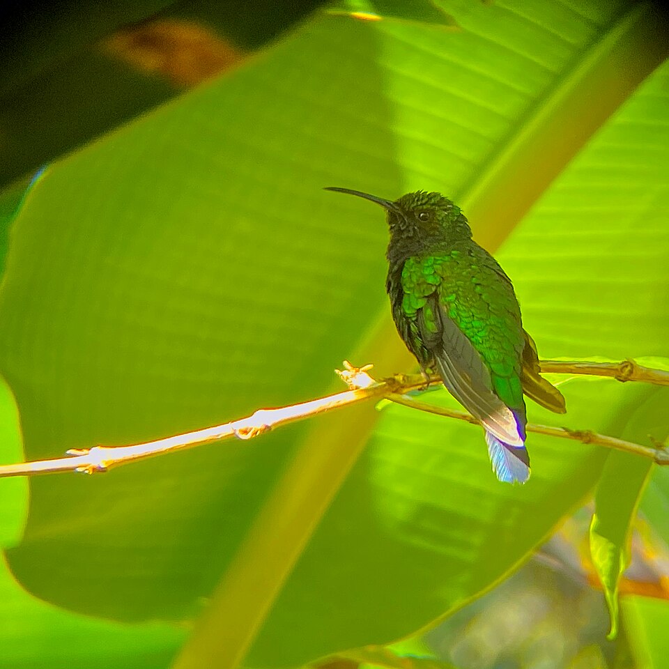 Santa Marta Sabrewing