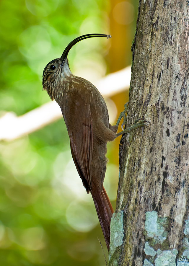 Black-billed Scythebill