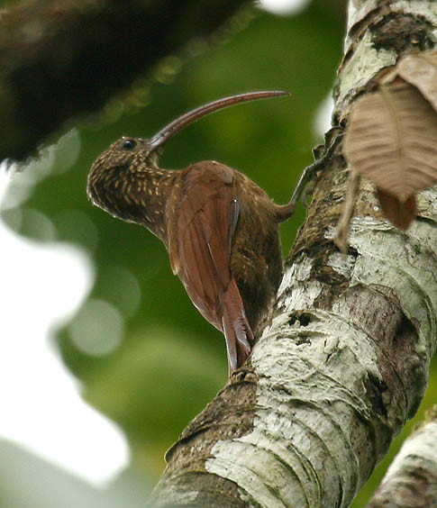 Red-billed Scythebill