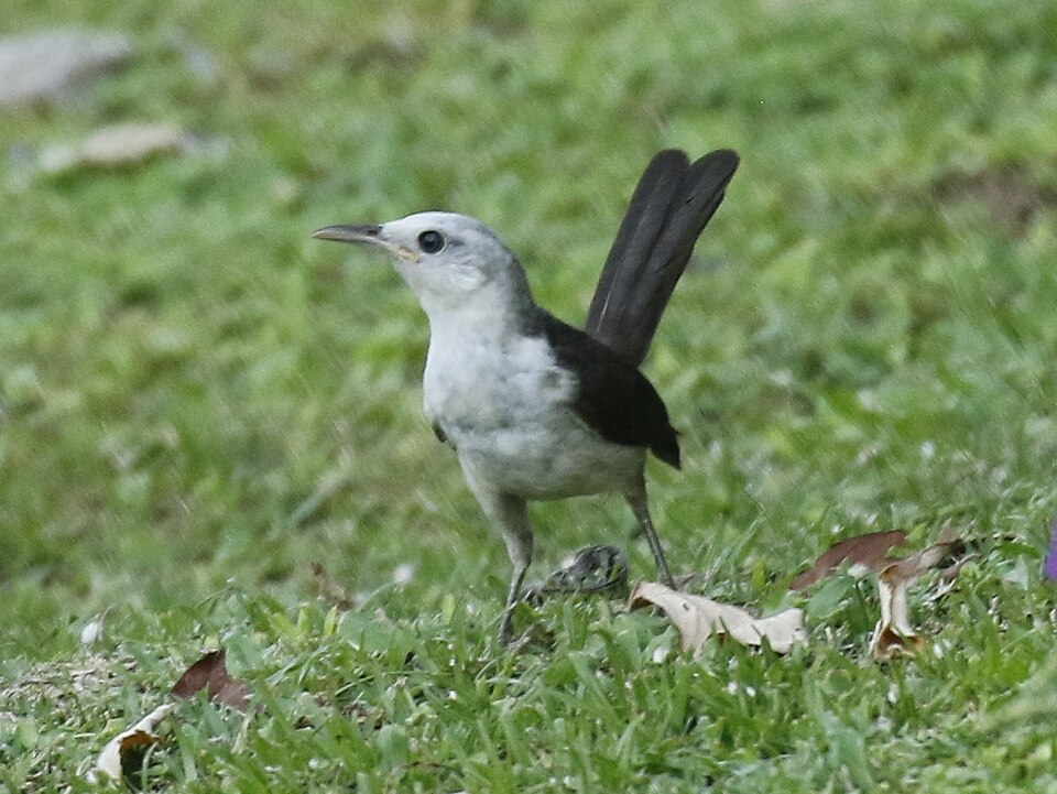 White-headed Wren