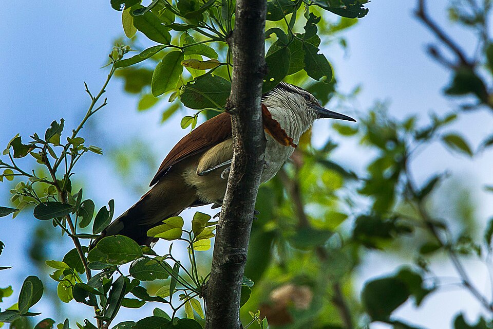 Giant Wren