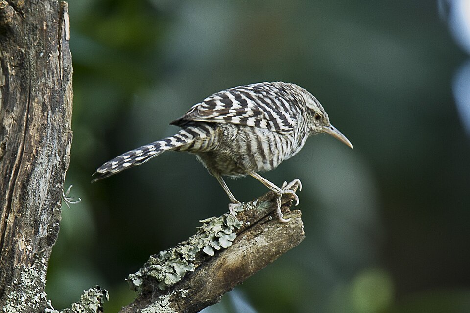 Fasciated Wren