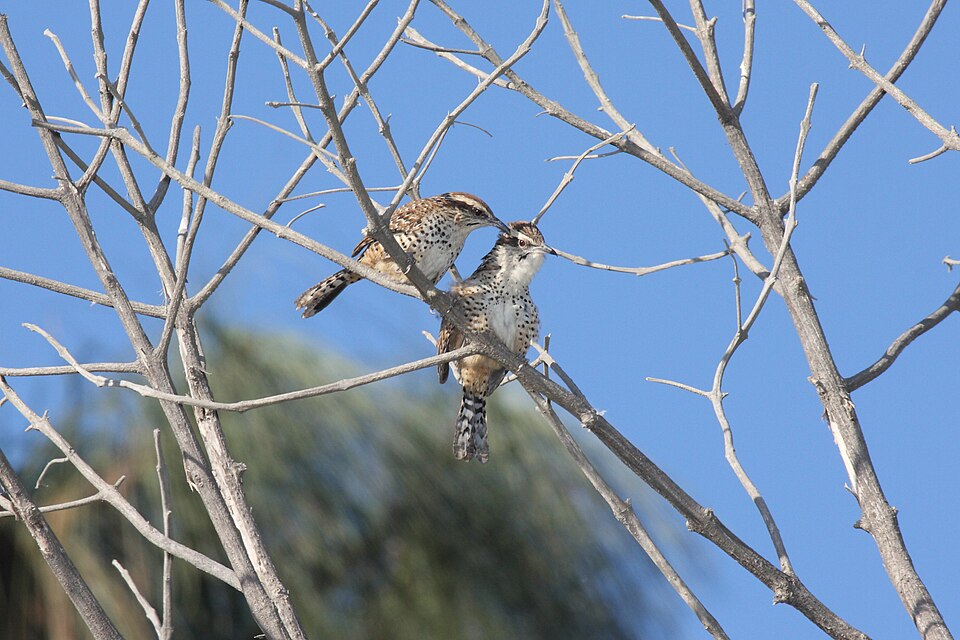 Spotted Wren