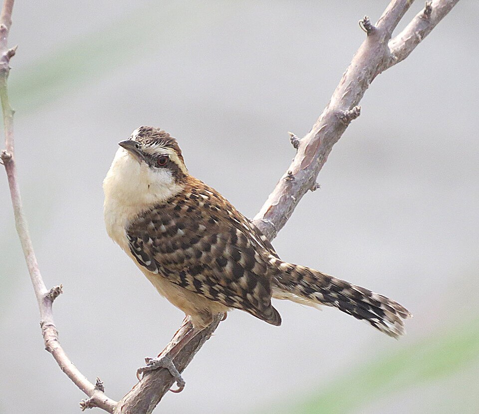 Sclater's Wren