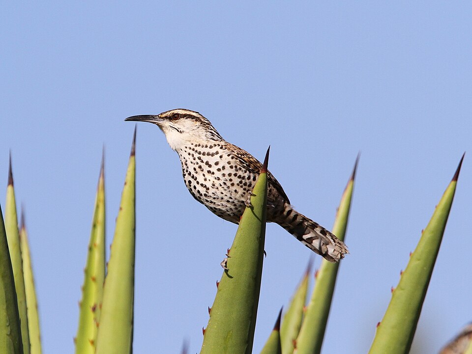 Boucard's Wren