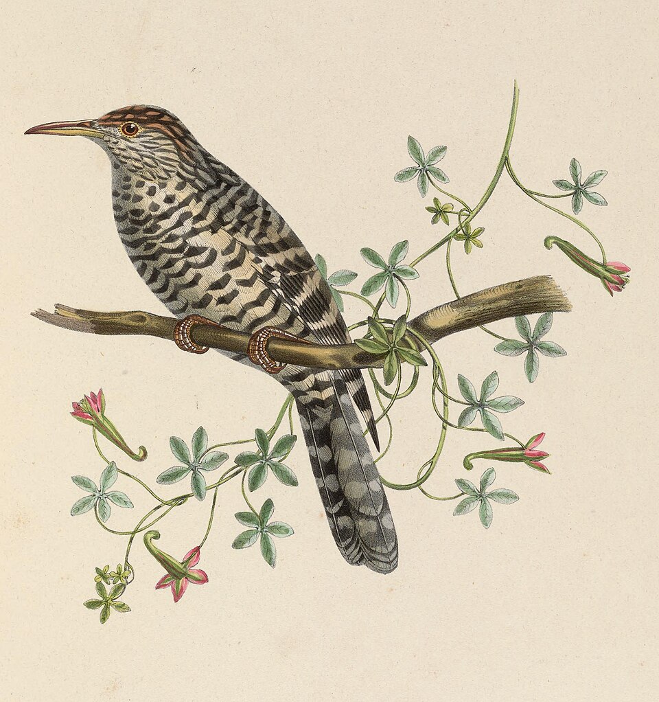 Grey-barred Wren