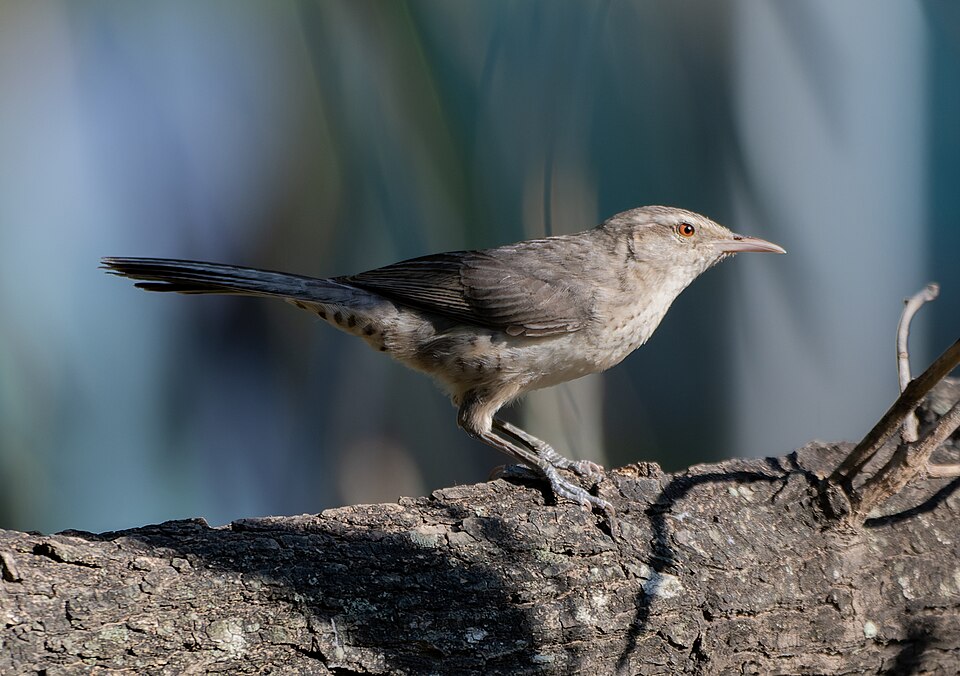 Thrush-like Wren