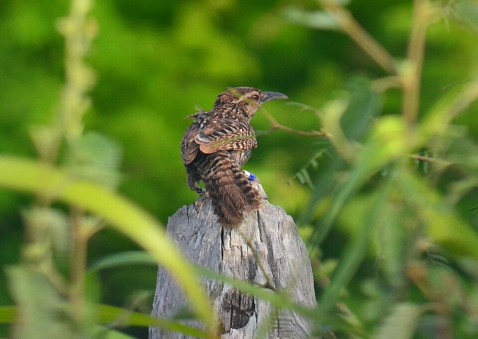 Yucatan Wren