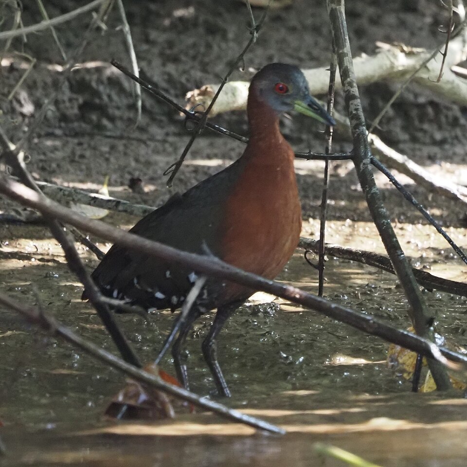 Grey-throated Rail