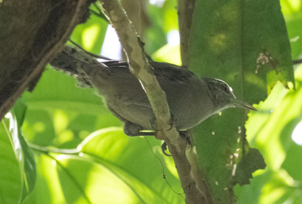 Grey Wren