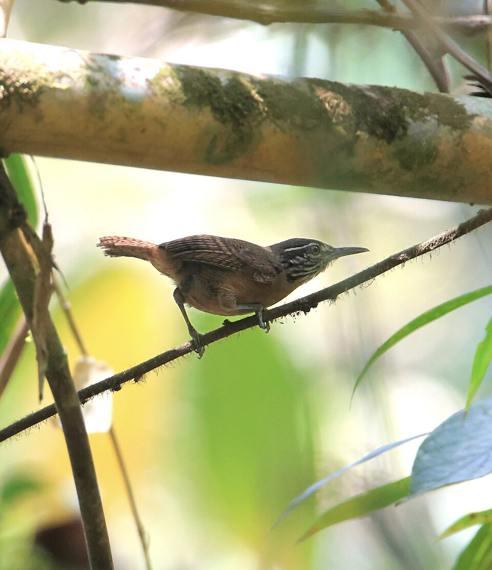 Stripe-throated Wren