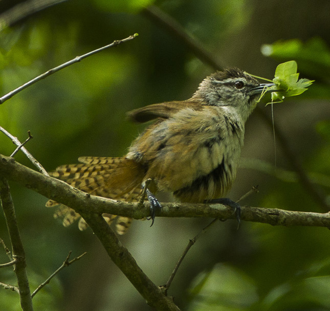 Cabanis's Wren