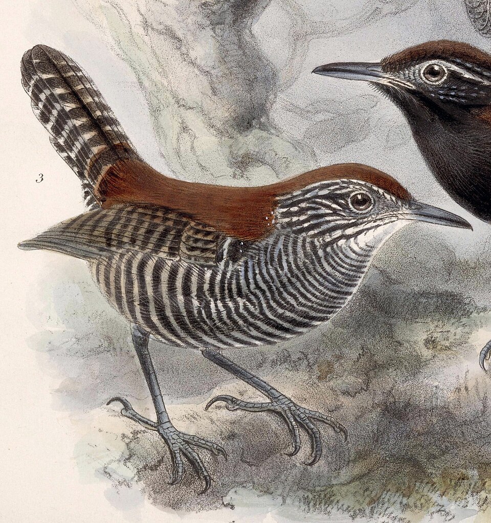 Riverside Wren