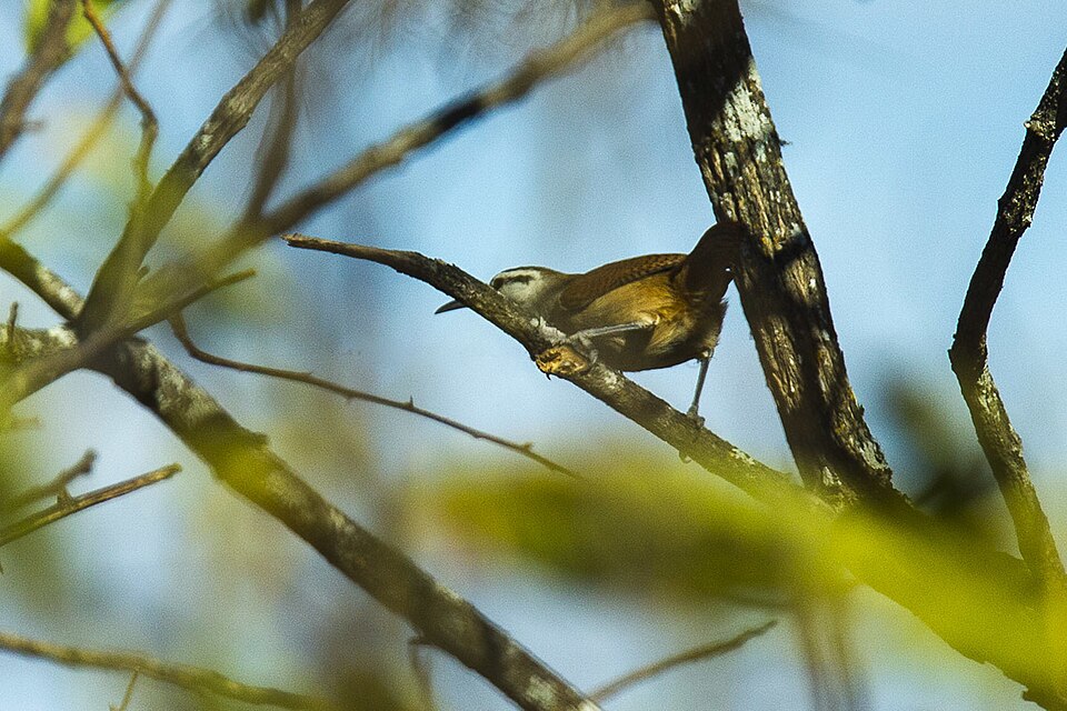 Superciliated Wren