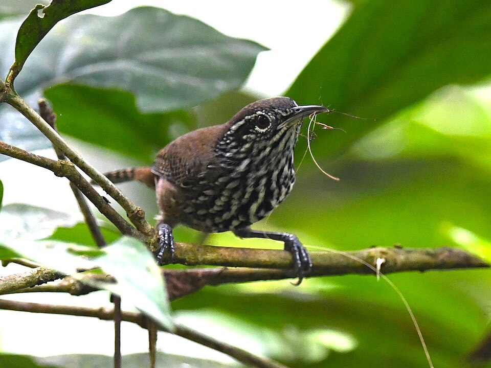Stripe-breasted Wren