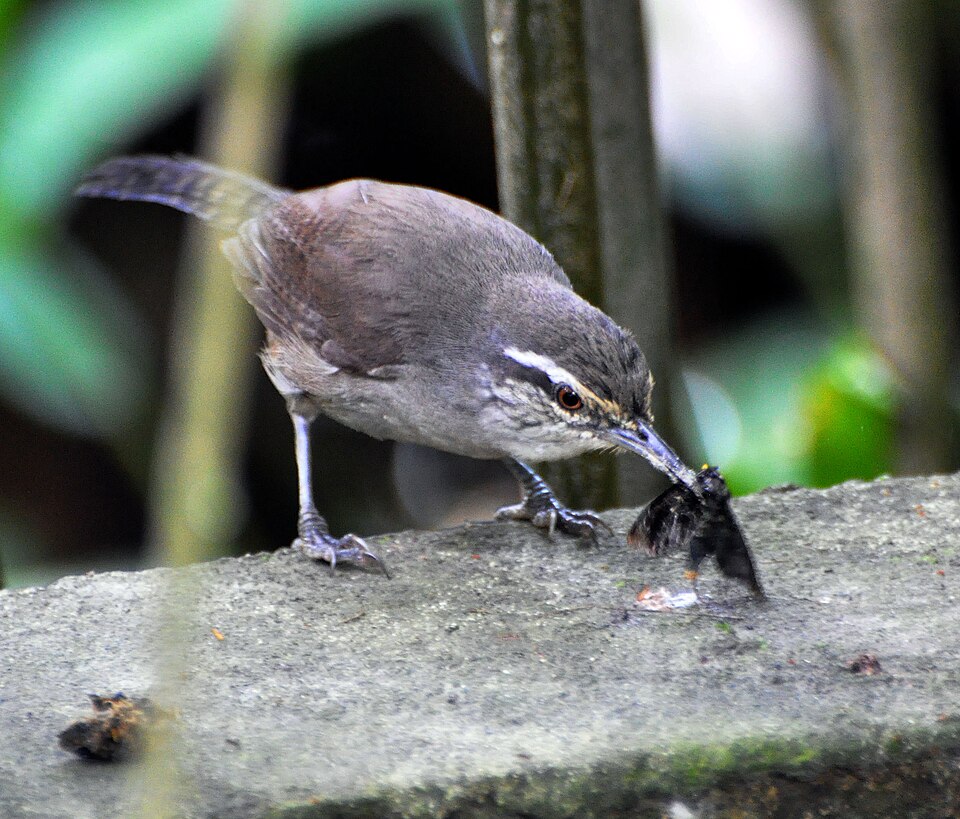 Canebrake Wren