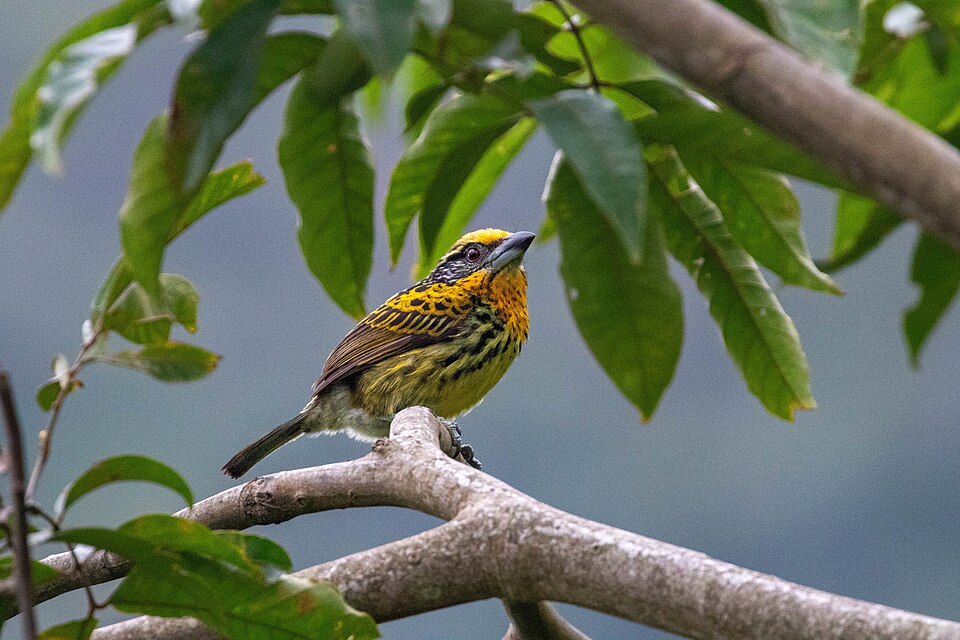Gilded Barbet