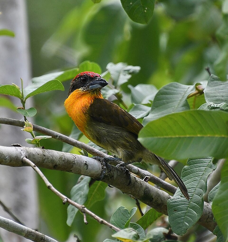 Scarlet-crowned Barbet