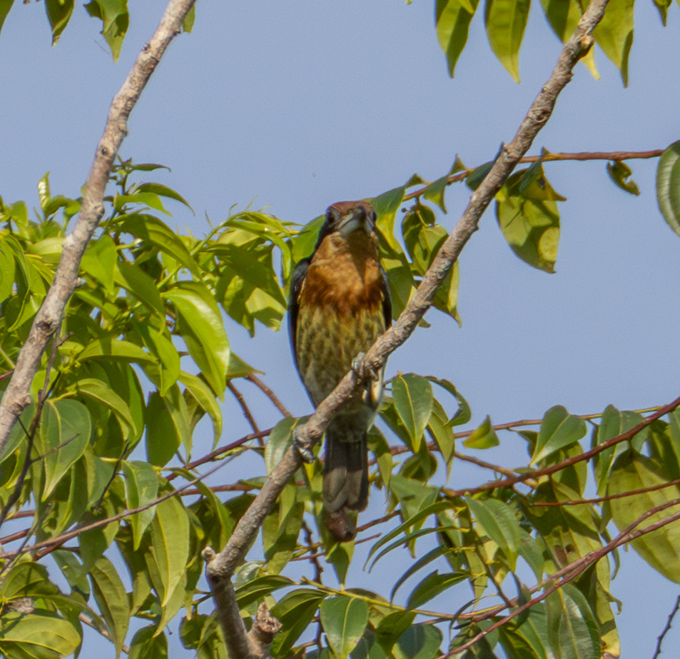 Brown-chested Barbet