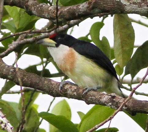 White-mantled Barbet