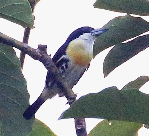 Spot-crowned Barbet