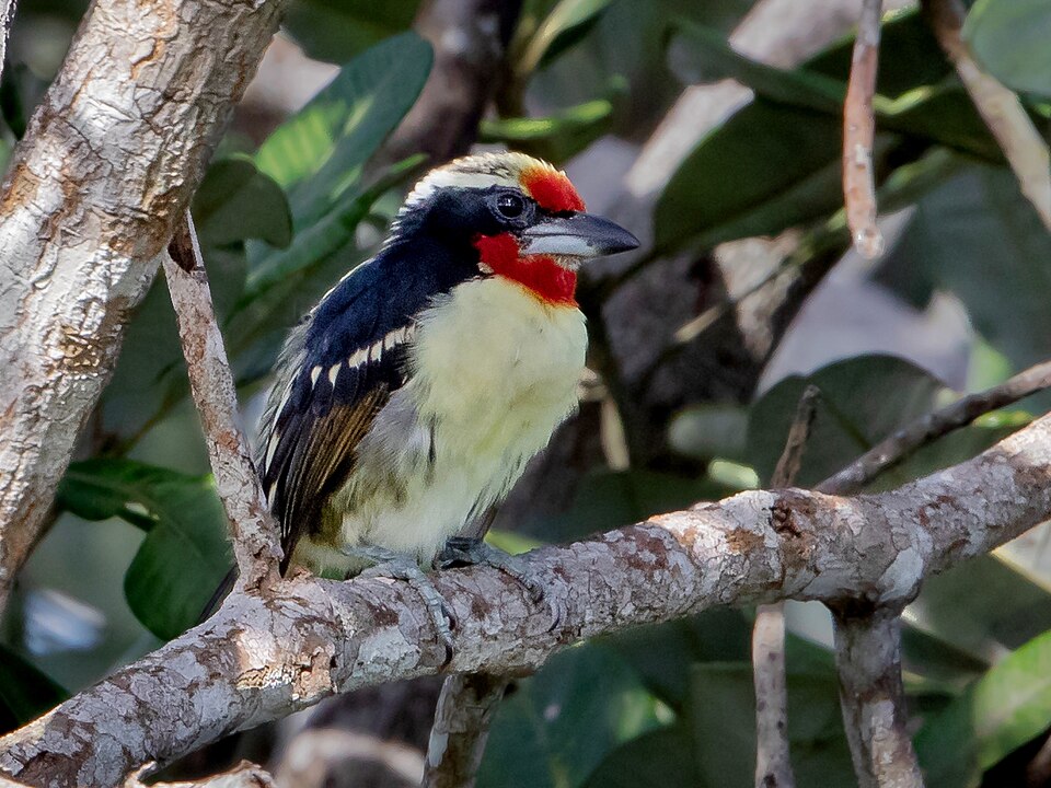 Black-spotted Barbet